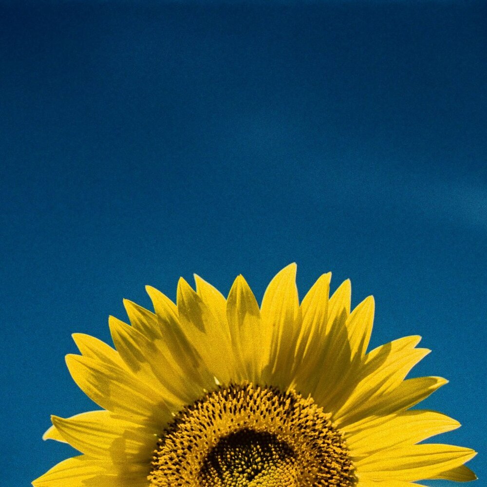 Meet your Posher, Patches!